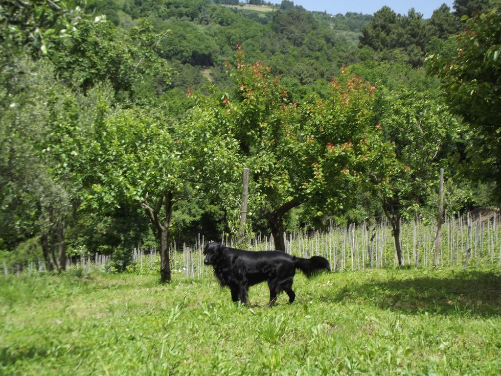 Agriturismo Brasino Fosdinovo Camera foto